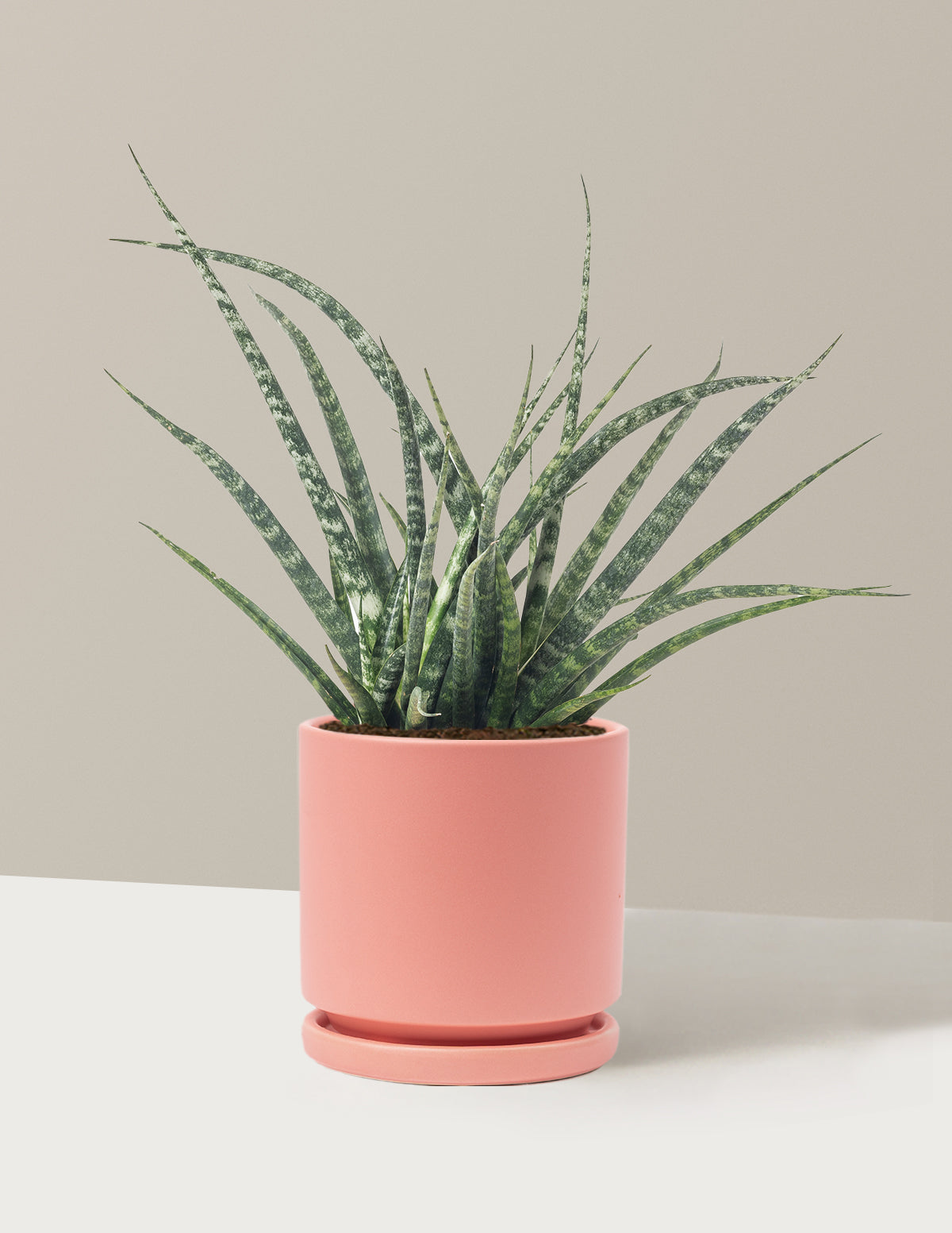 Sansevieria Fernwood