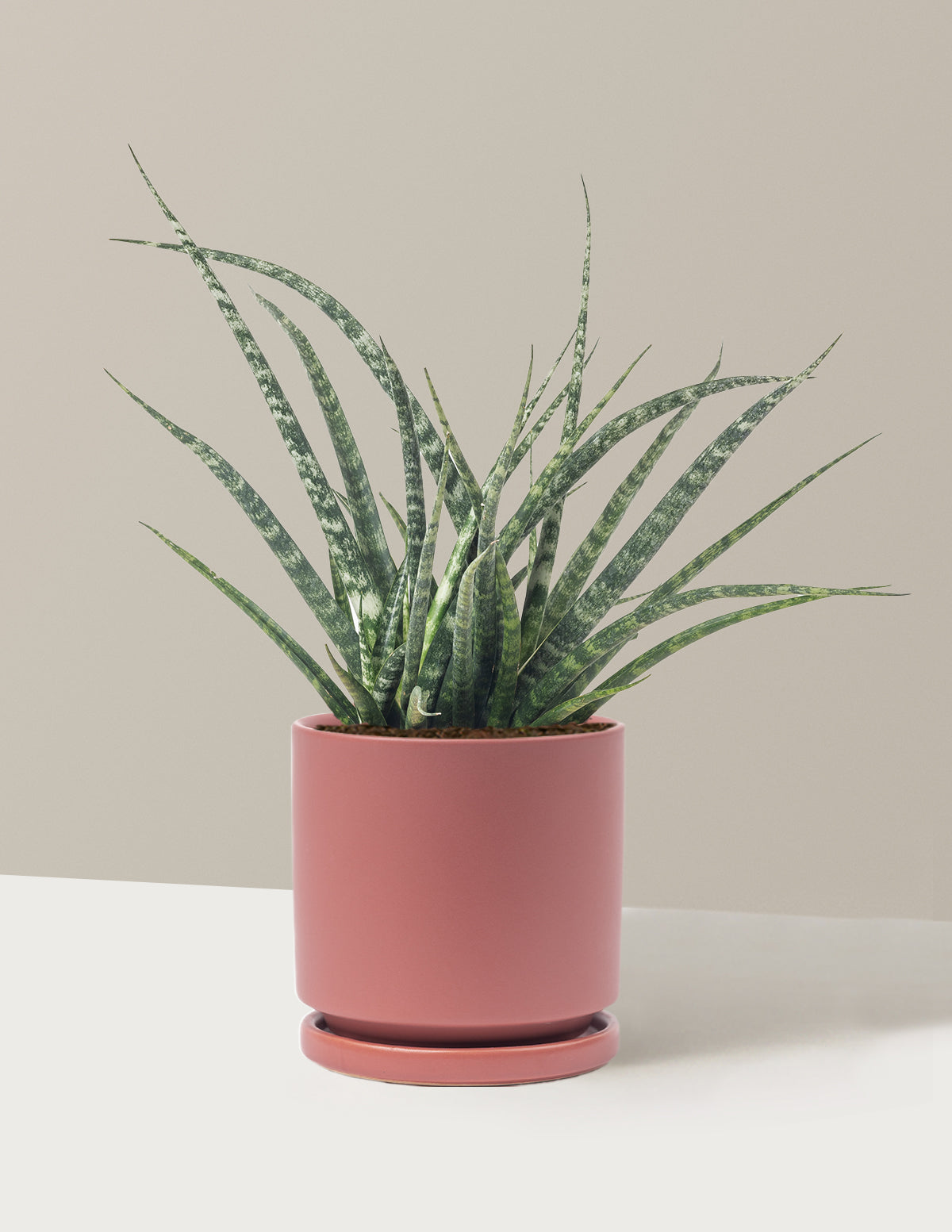 Sansevieria Fernwood