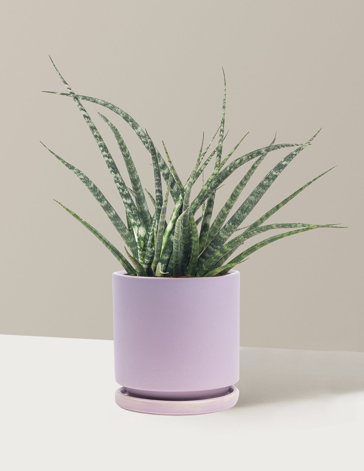Sansevieria Fernwood