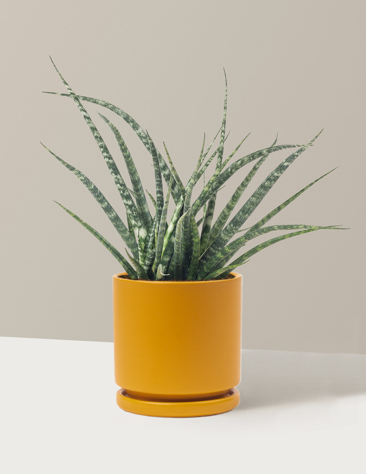 Sansevieria Fernwood