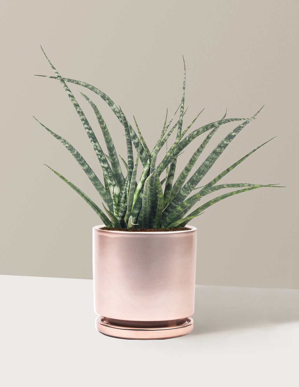 Sansevieria Fernwood