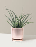 Sansevieria Fernwood