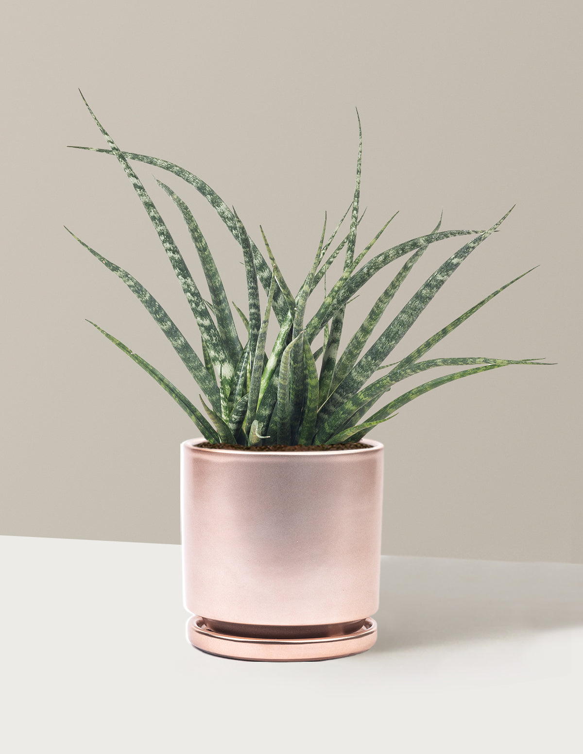 Sansevieria Fernwood