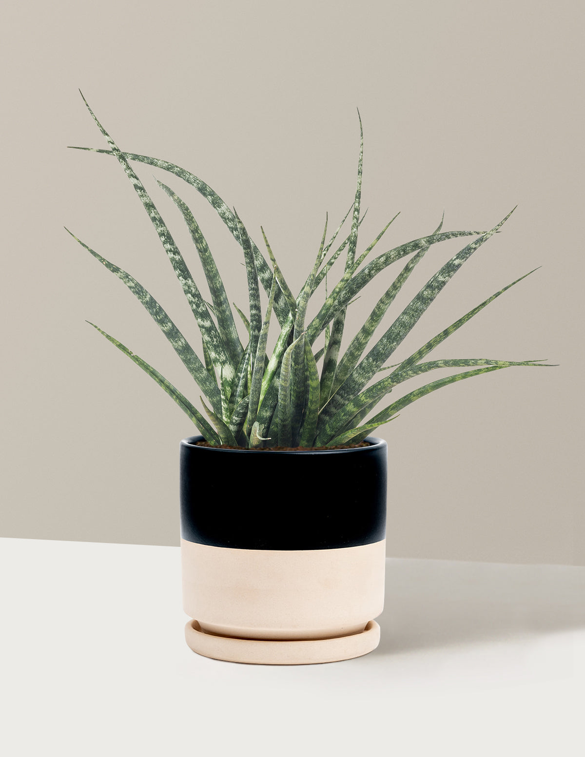 Sansevieria Fernwood