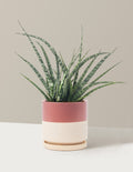 Sansevieria Fernwood