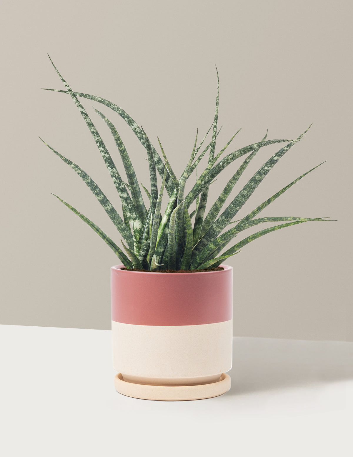files/the-sill_Medium-Snake-Fernwood_Medium_Isbella-Top-Half-Dusty-Rose_Variant.jpg
