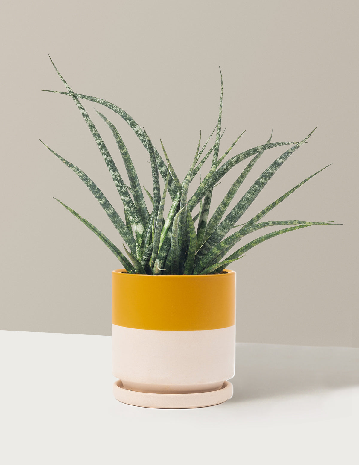 Sansevieria Fernwood