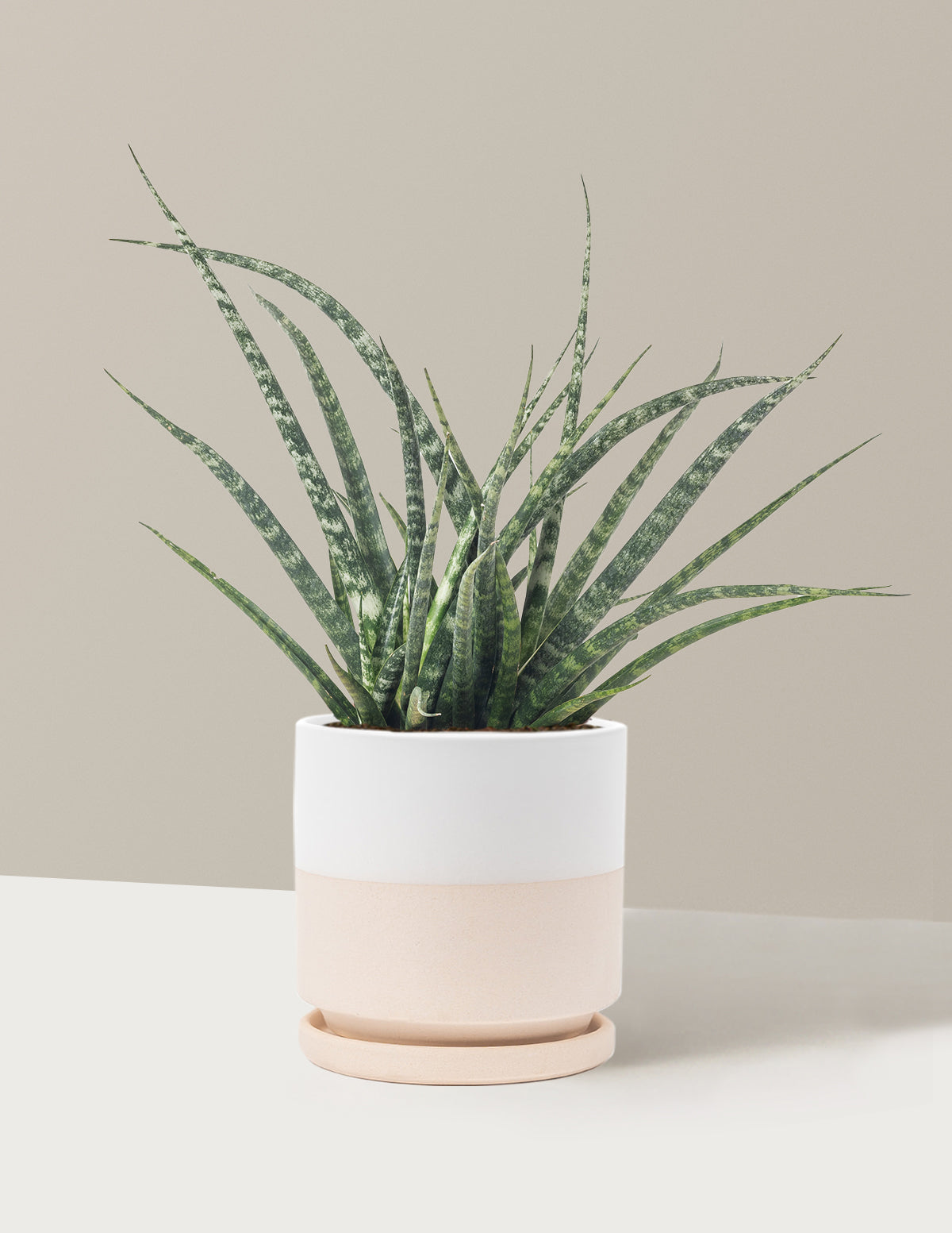 Sansevieria Fernwood
