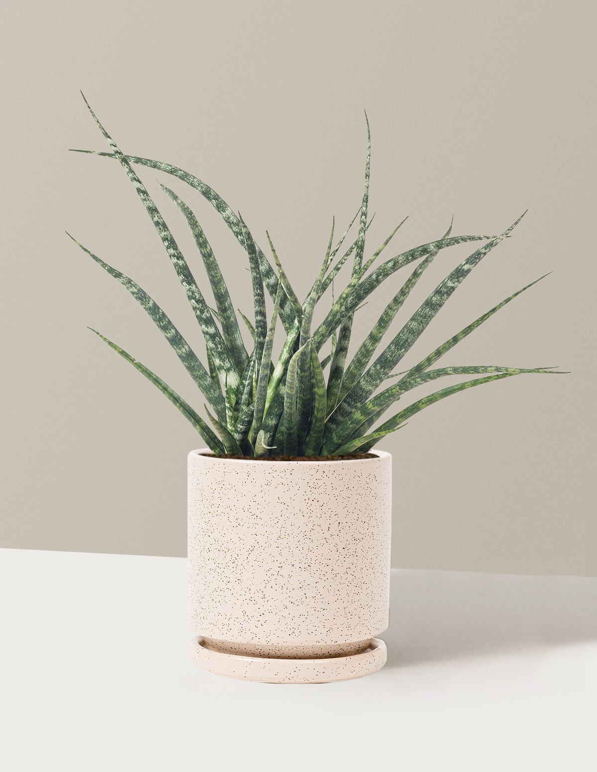 Sansevieria Fernwood