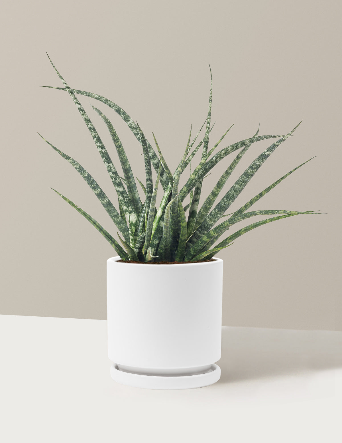 Sansevieria Fernwood