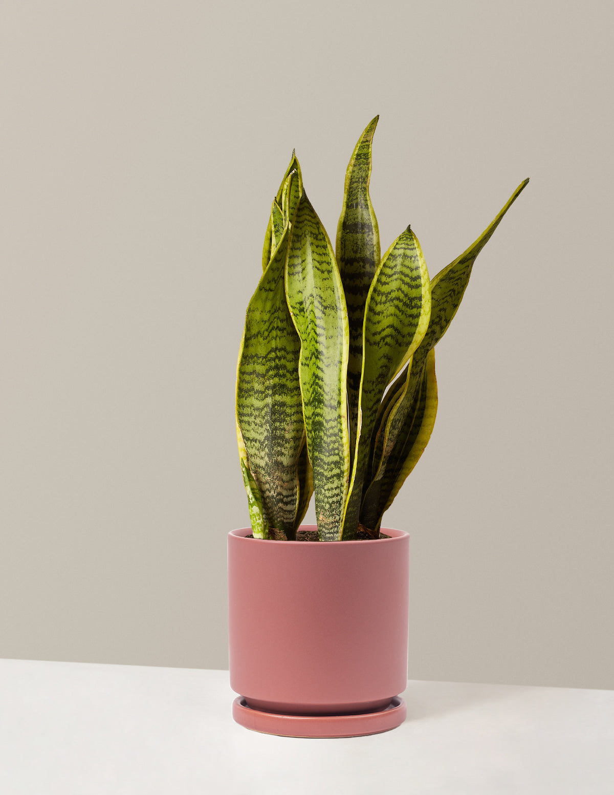 bundle | Medium | Isabella | Dusty Rose