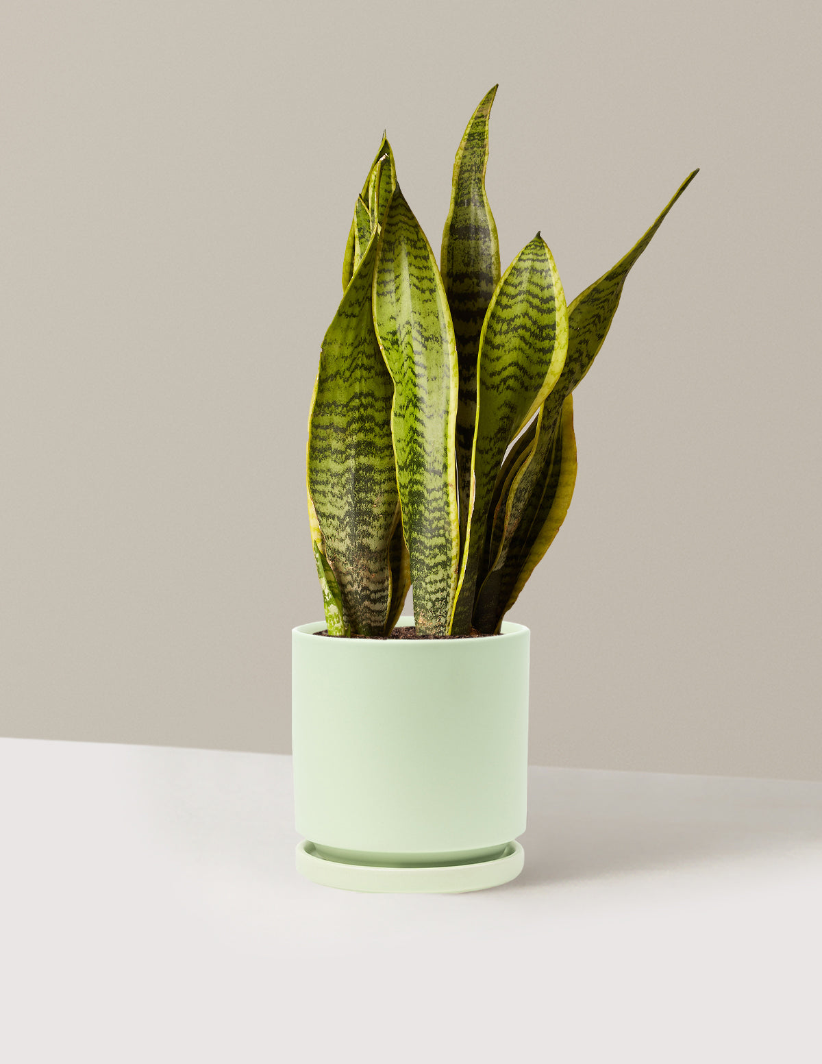 Snake Plant Laurentii