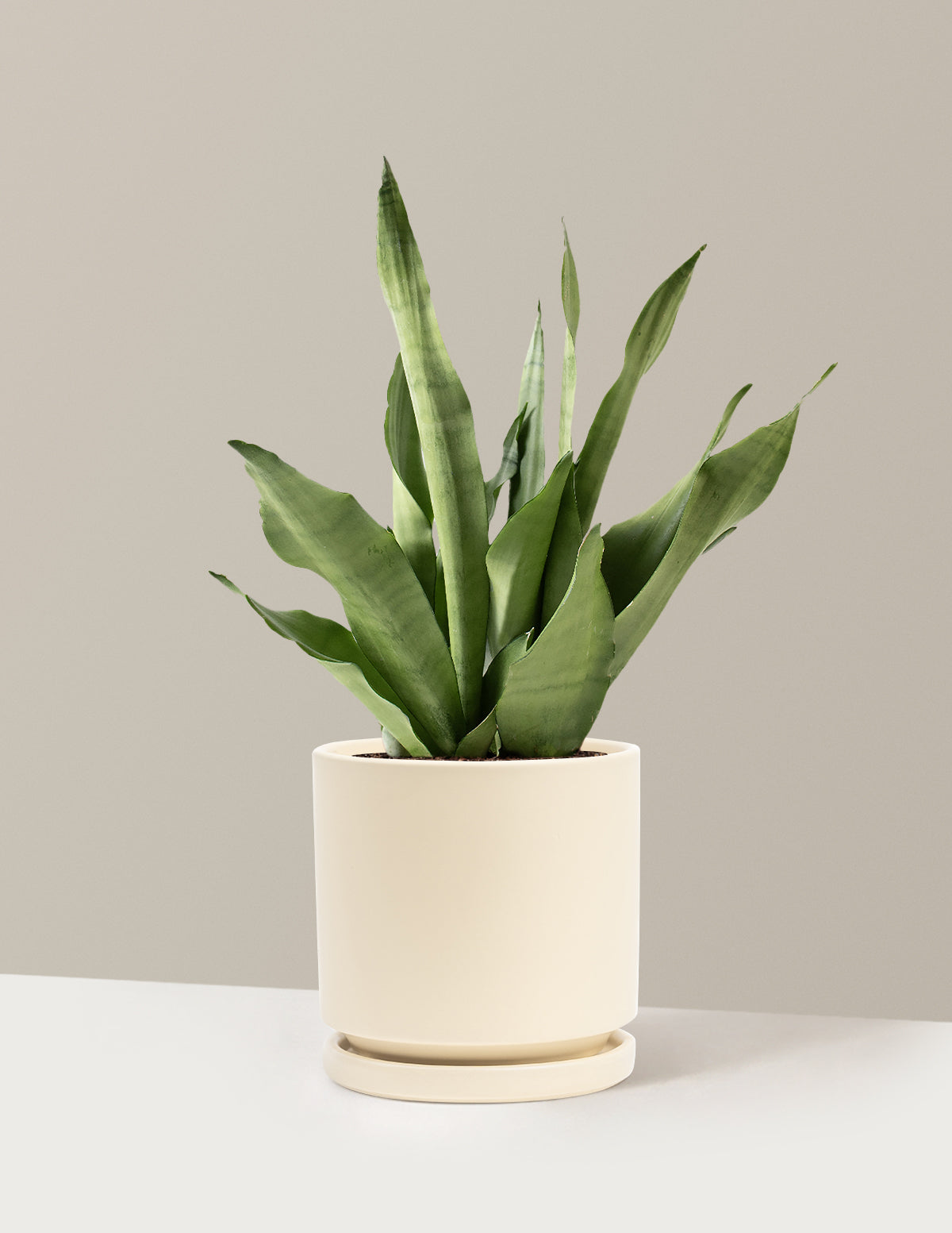 Moonshine Snake Plant