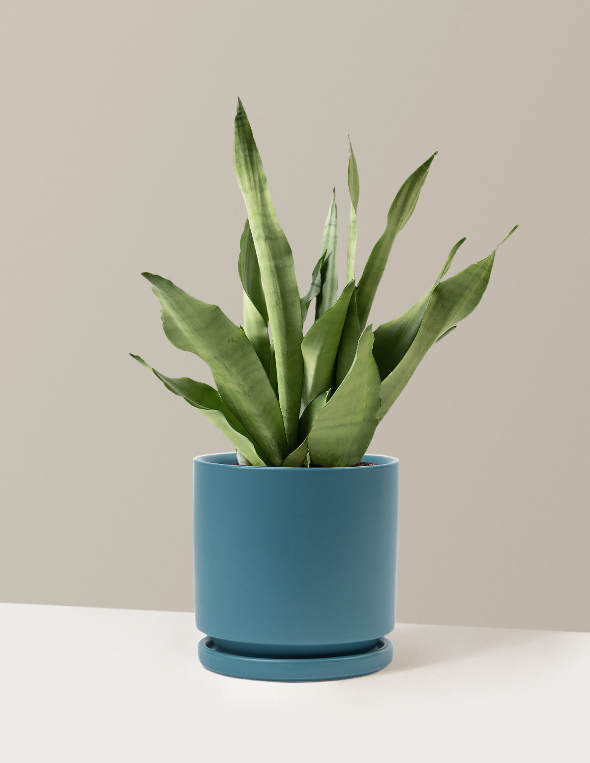 Moonshine Snake Plant