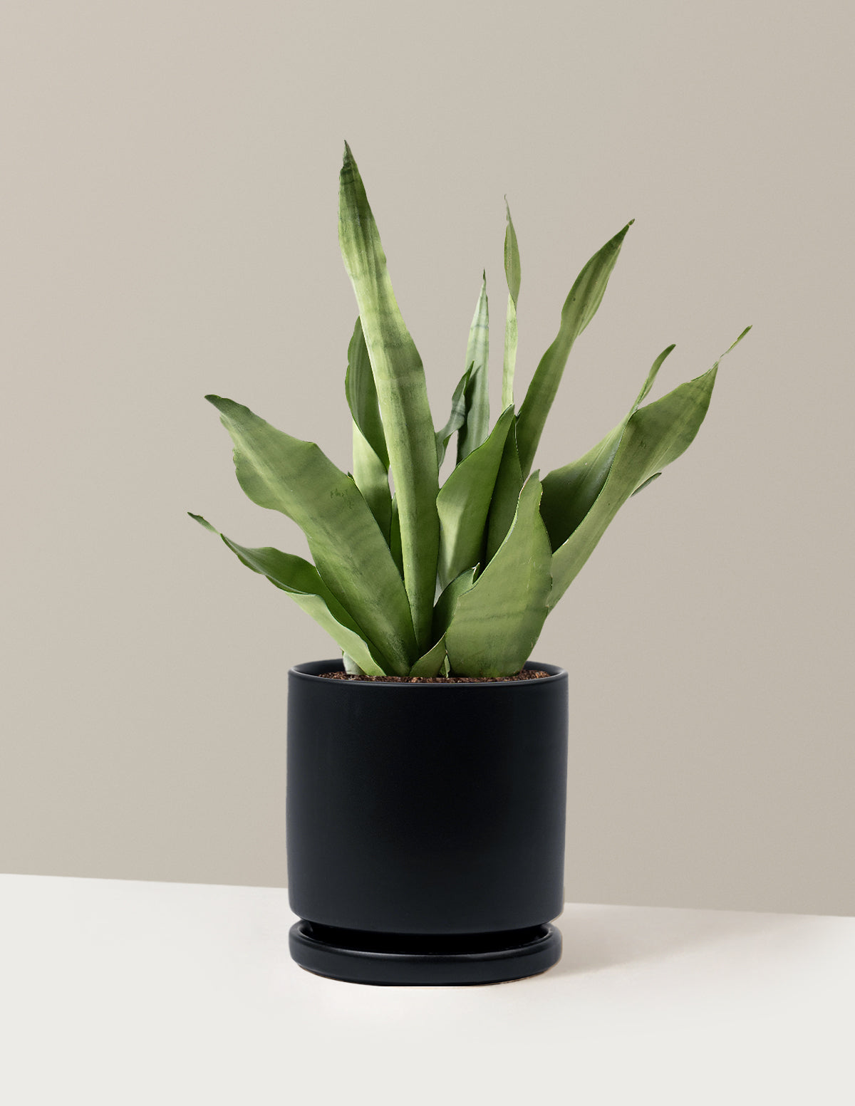 Moonshine Snake Plant