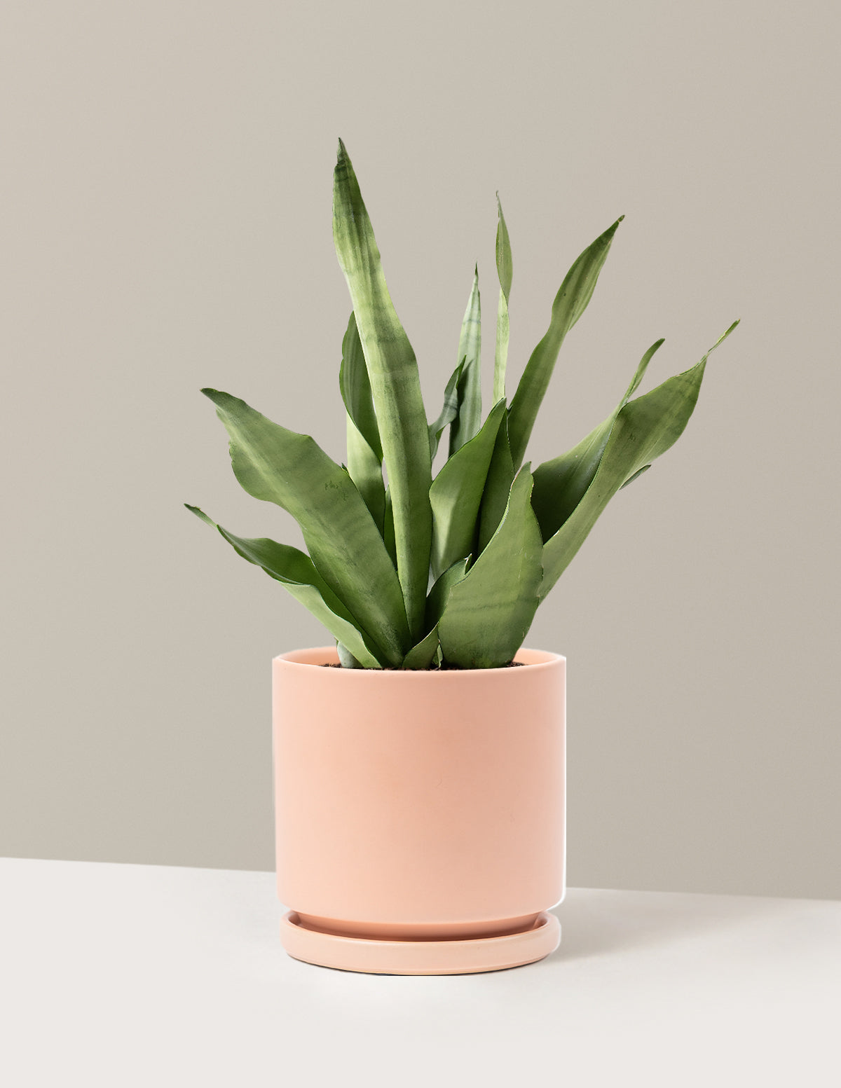 Moonshine Snake Plant