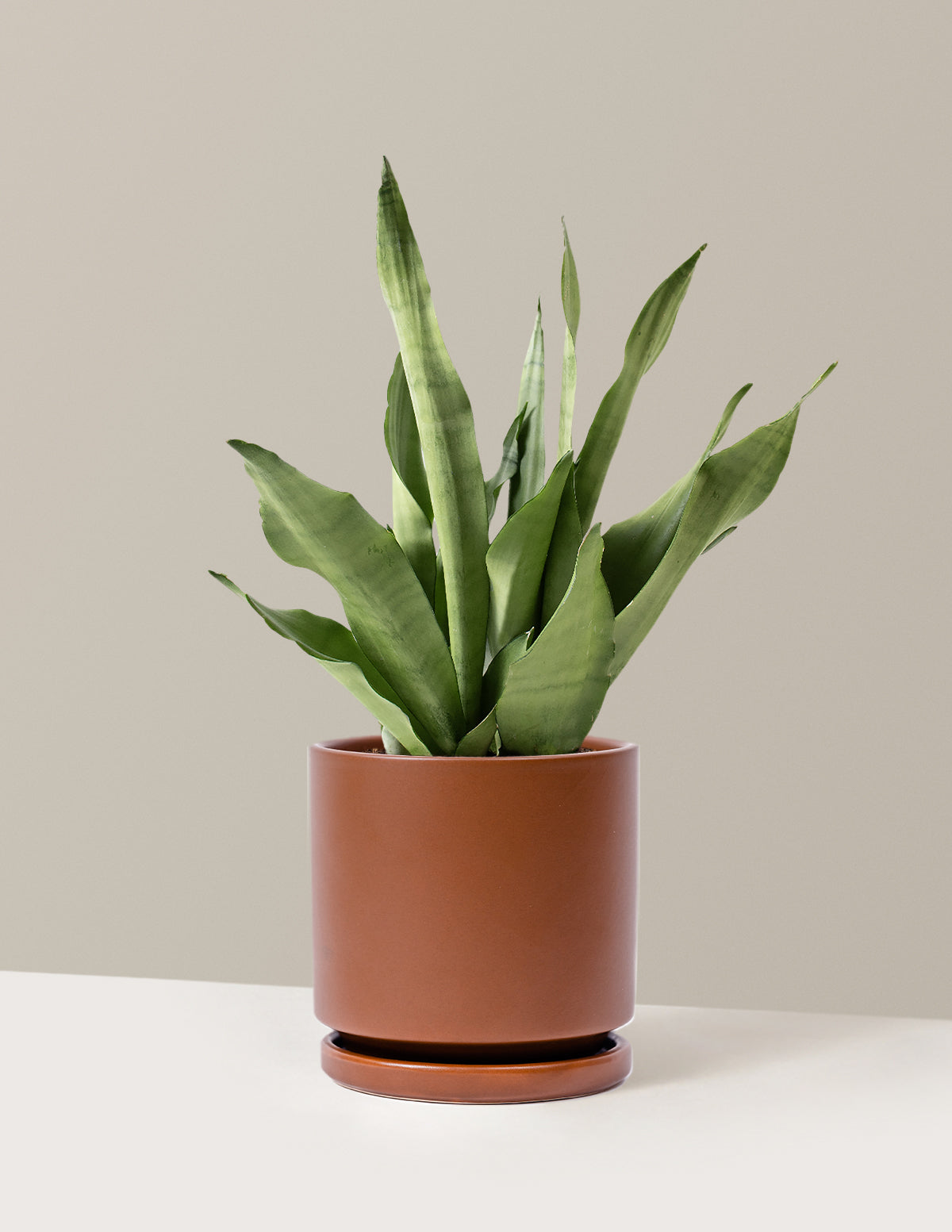 Moonshine Snake Plant