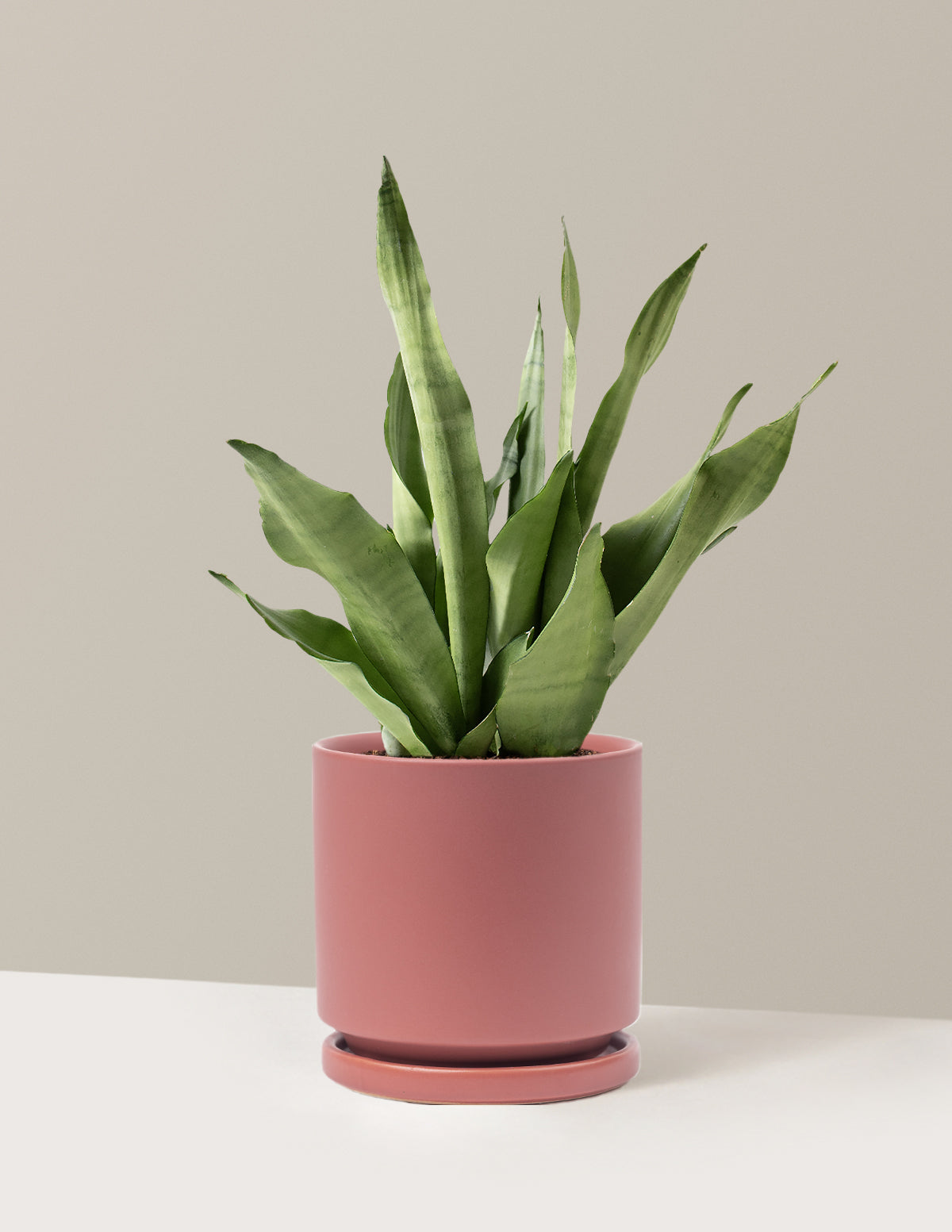 Moonshine Snake Plant