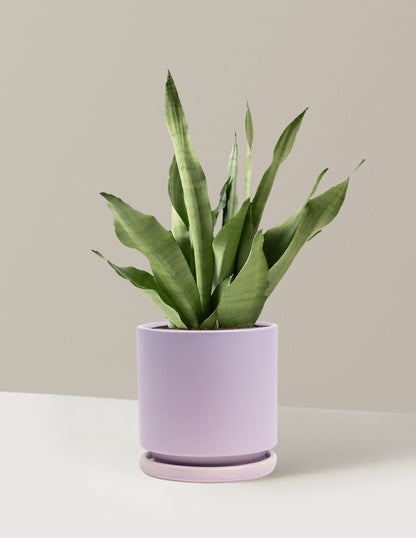 Moonshine Snake Plant