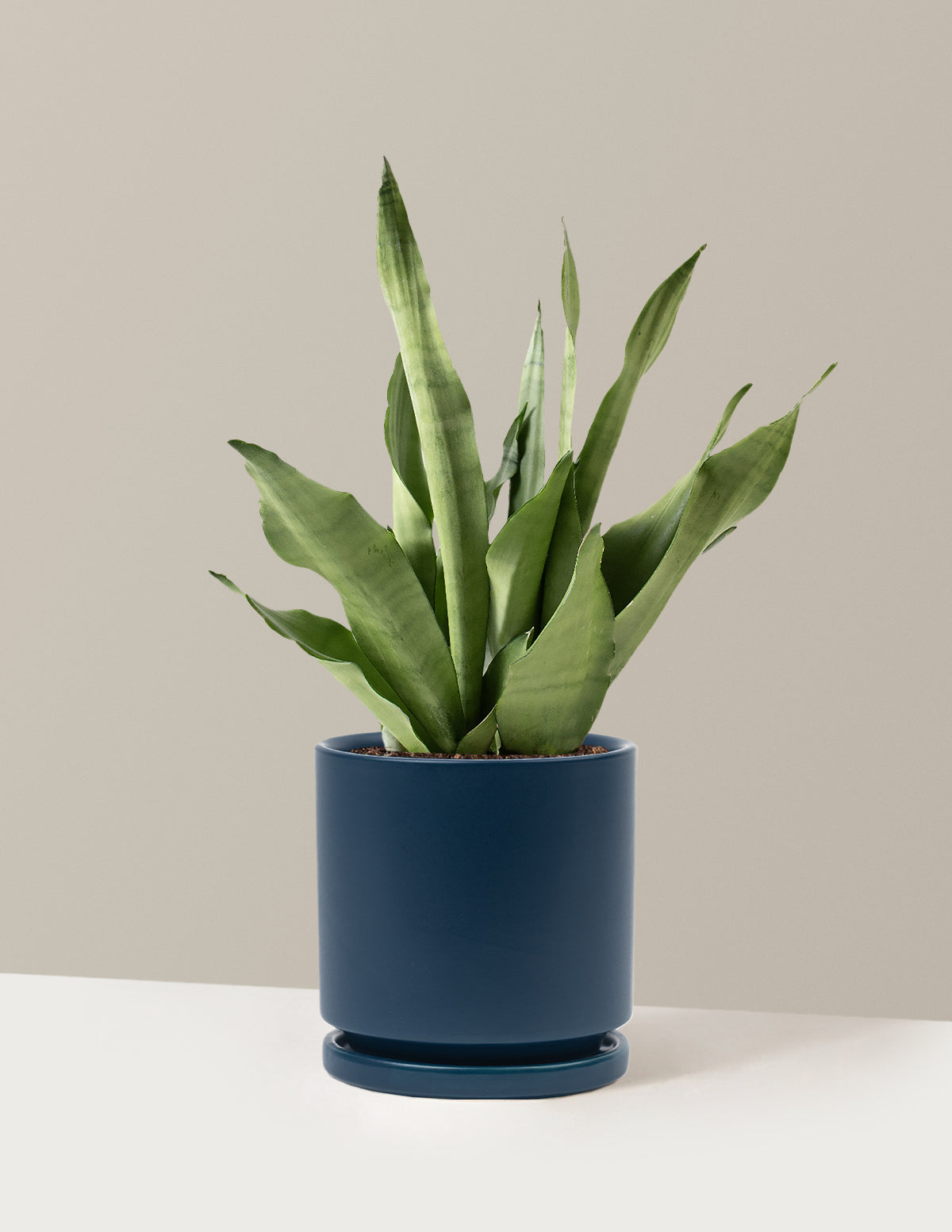 Moonshine Snake Plant