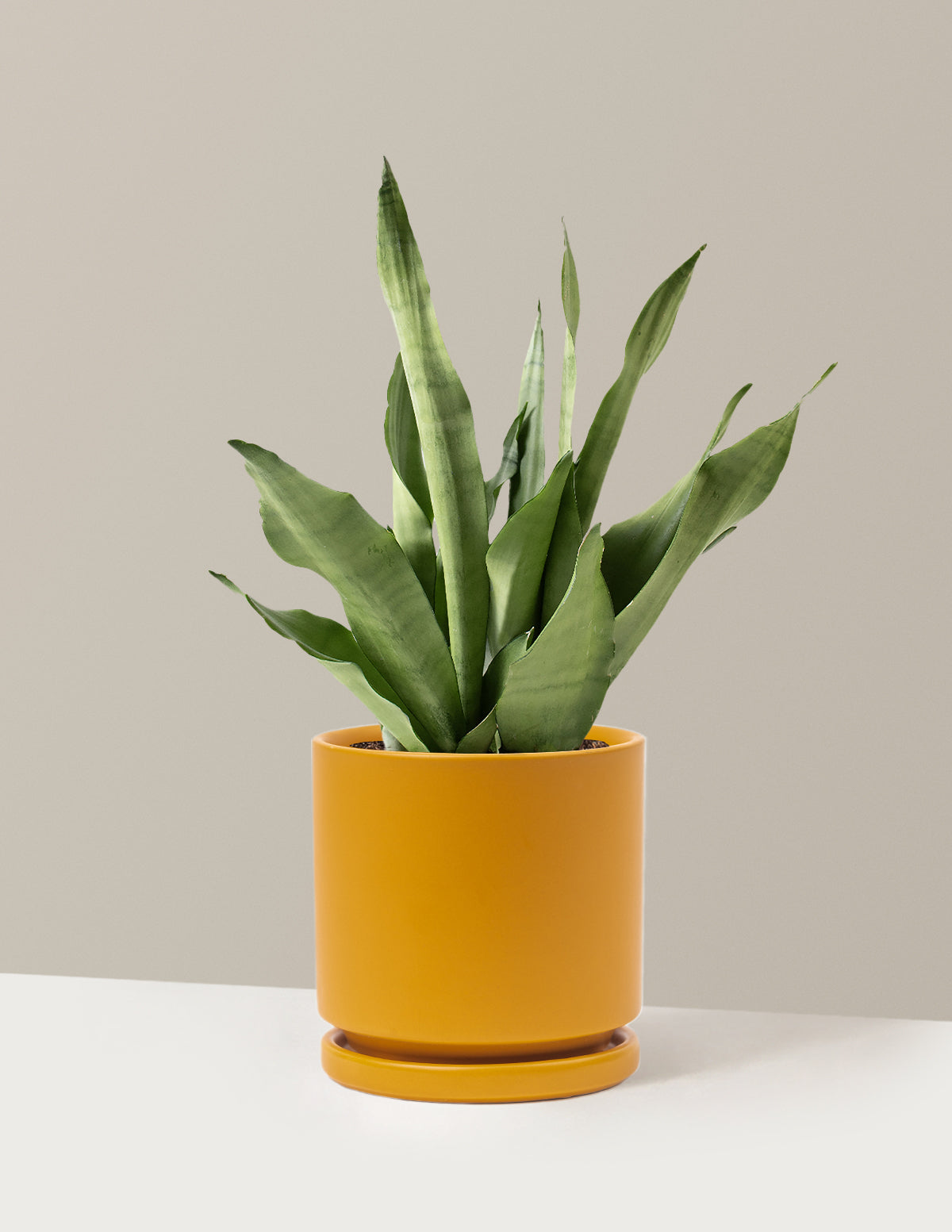 Moonshine Snake Plant