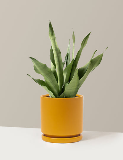 Moonshine Snake Plant