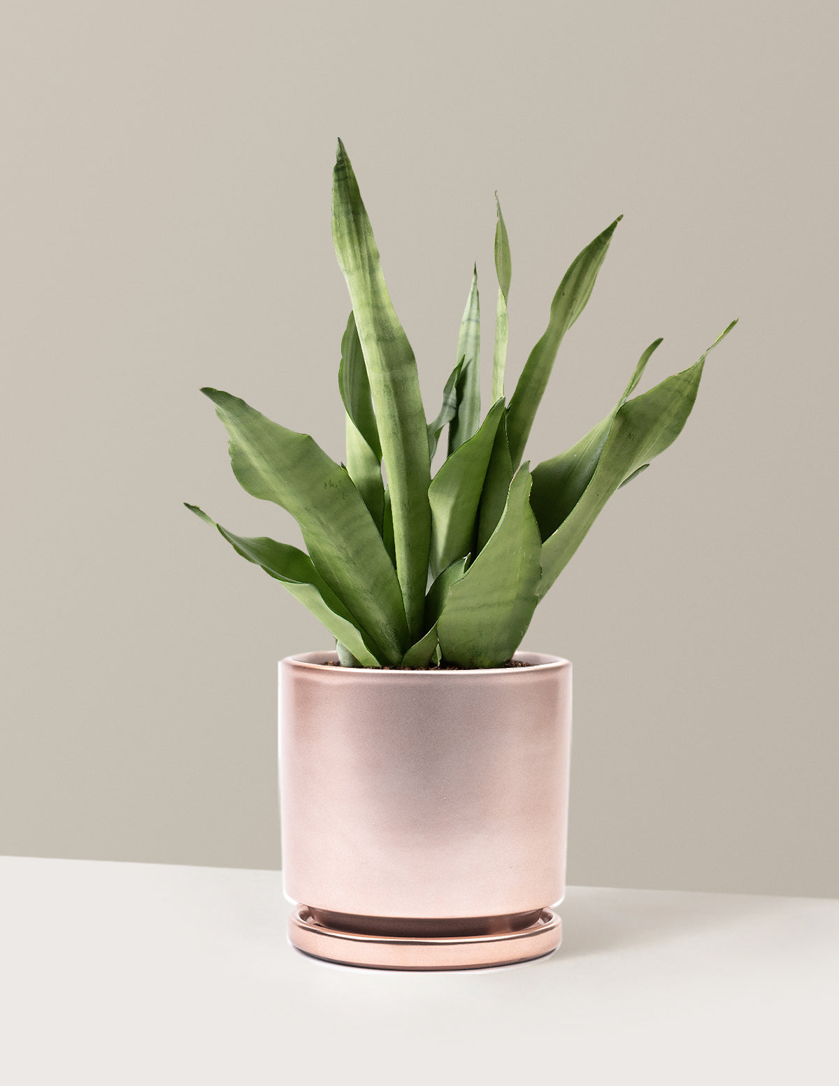bundle | Medium | Isabella | Rose Gold