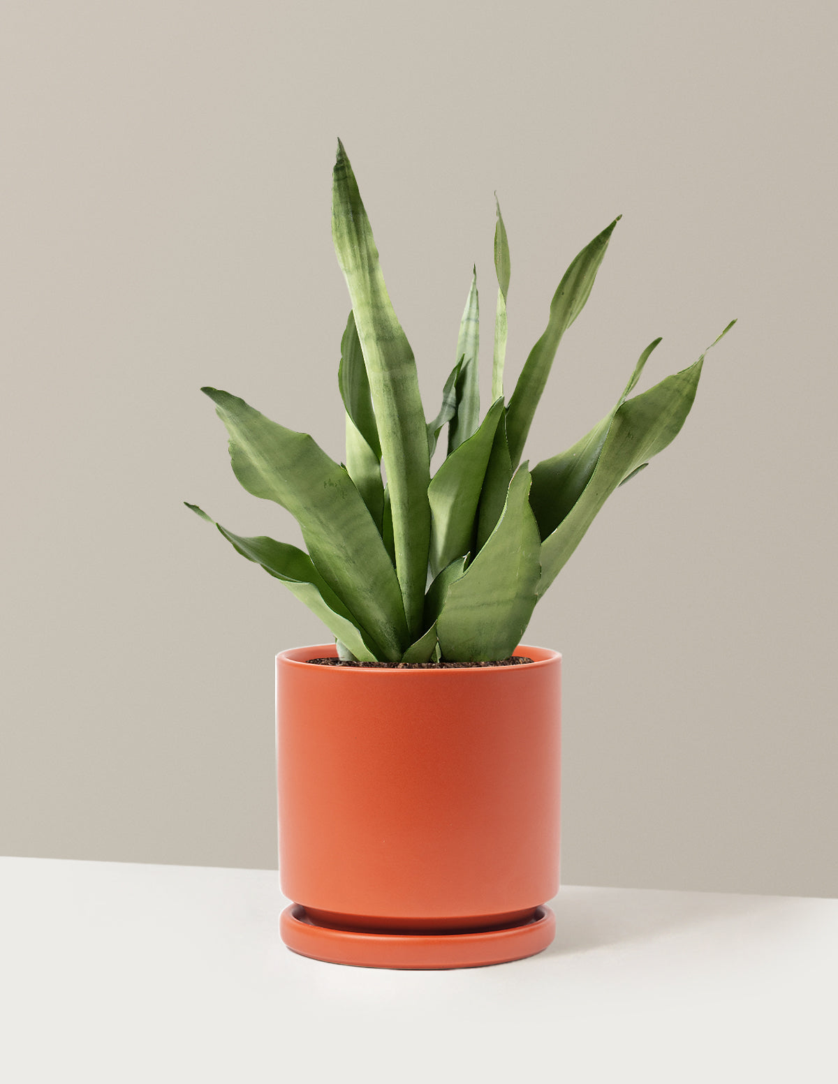 Moonshine Snake Plant