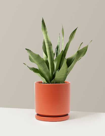 Moonshine Snake Plant