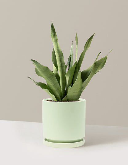 Moonshine Snake Plant