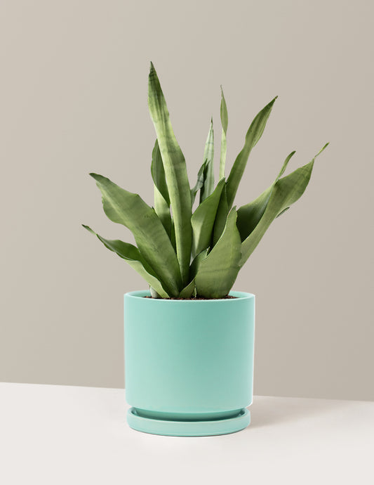 Moonshine Snake Plant