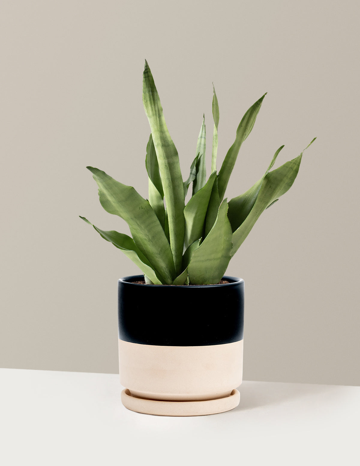 Moonshine Snake Plant