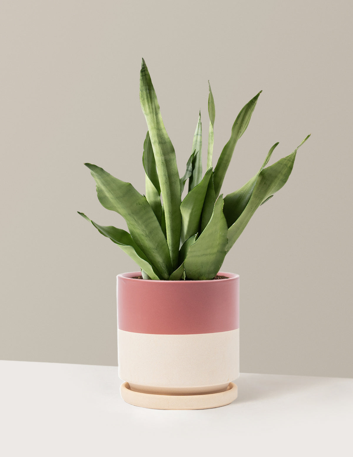 Moonshine Snake Plant