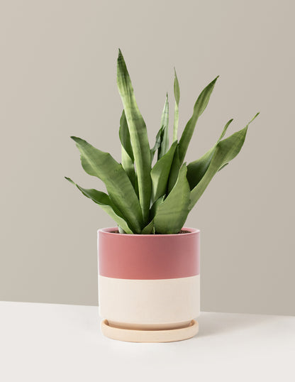 Moonshine Snake Plant