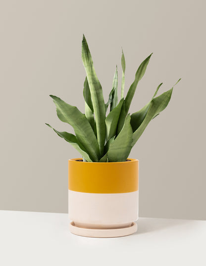 Moonshine Snake Plant