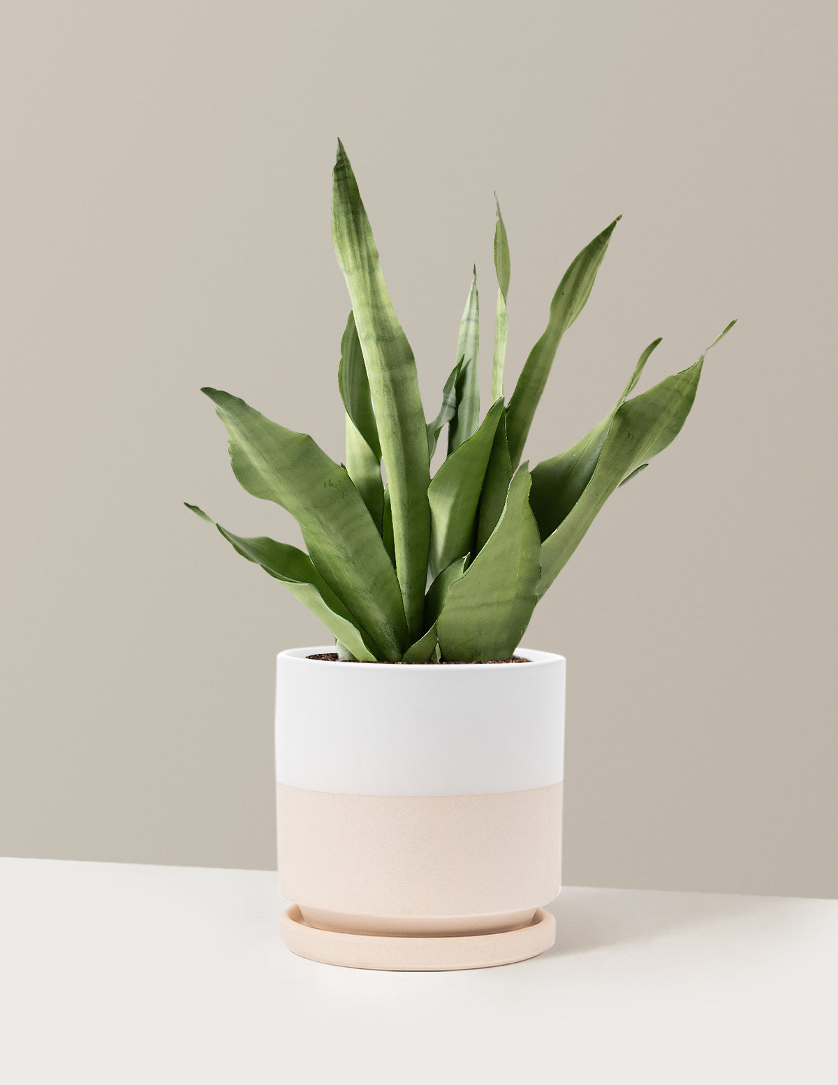 Moonshine Snake Plant