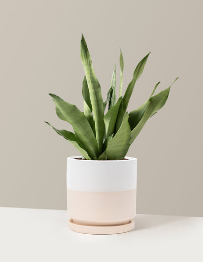 Moonshine Snake Plant
