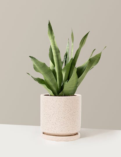 Moonshine Snake Plant