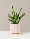 bundle | Classic | Isabella | White Sesame