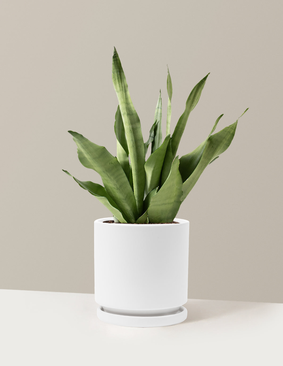 Moonshine Snake Plant