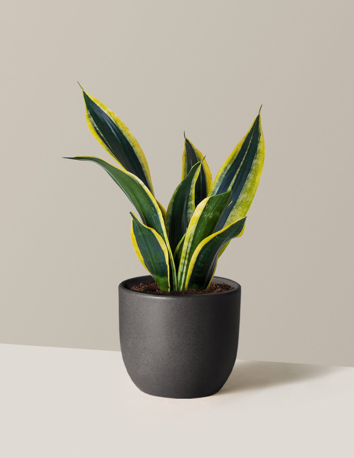Snake Plant Black Gold
