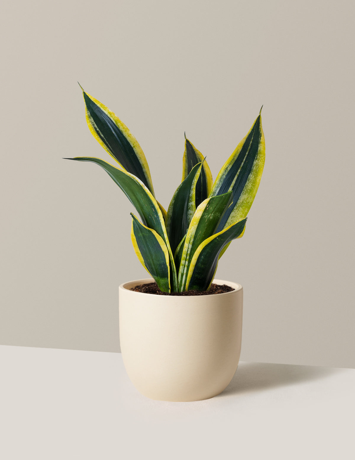 Snake Plant Black Gold