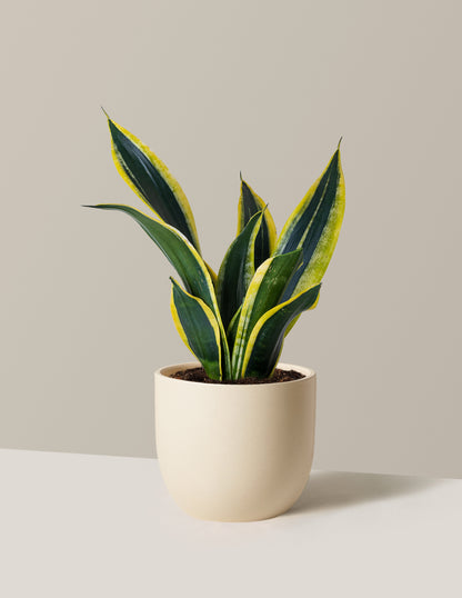 Snake Plant Black Gold
