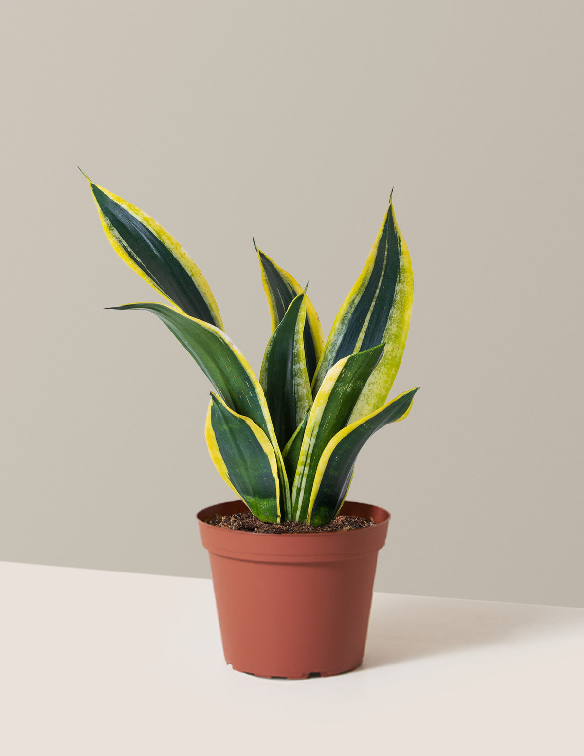 Snake Plant Black Gold