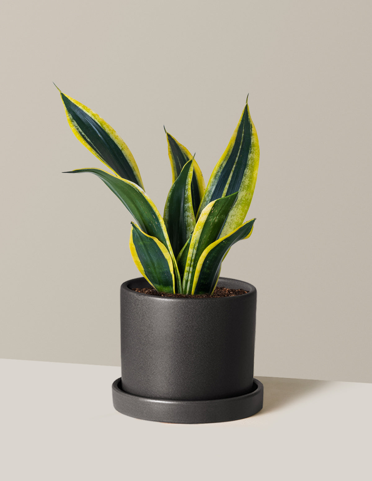 Snake Plant Black Gold
