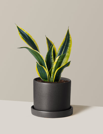 Snake Plant Black Gold