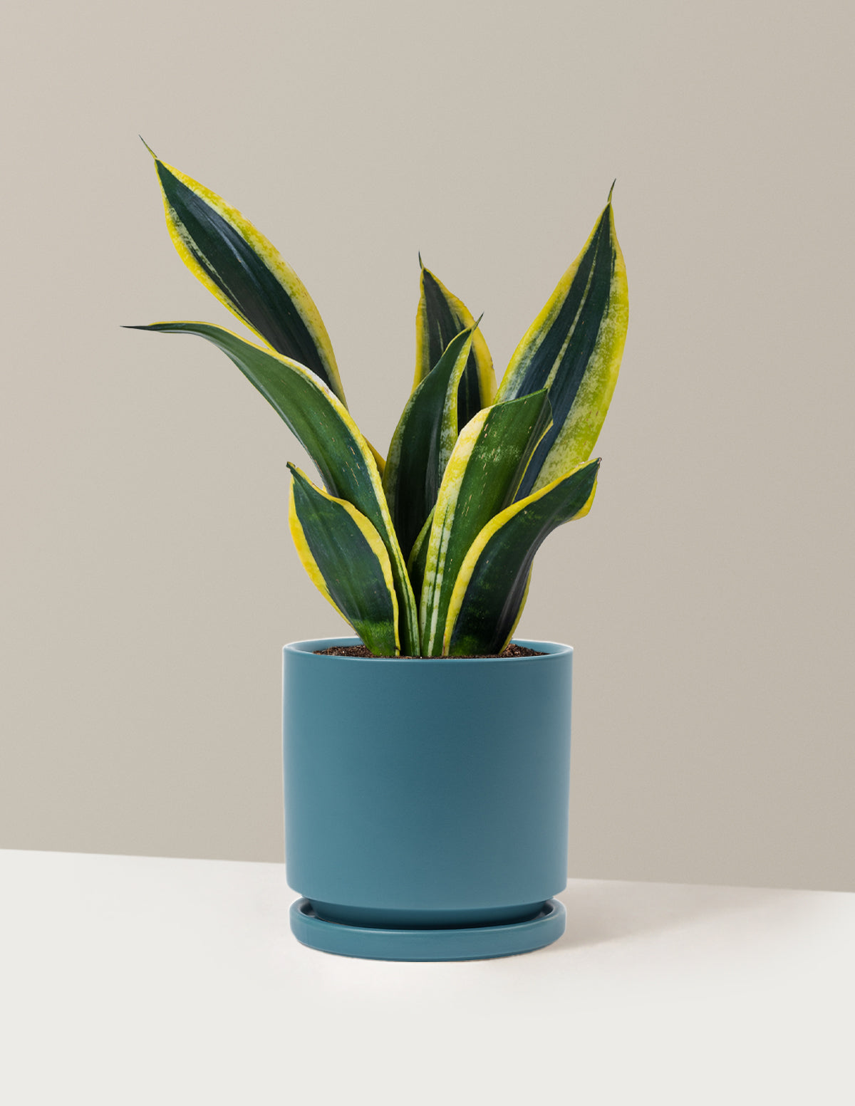 Snake Plant Black Gold
