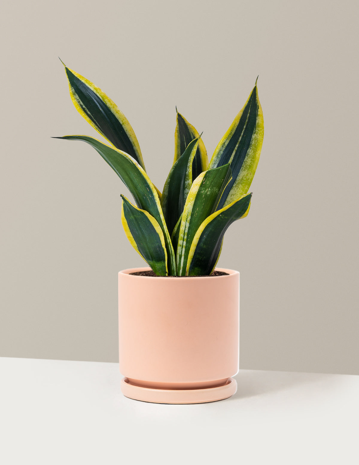 Snake Plant Black Gold