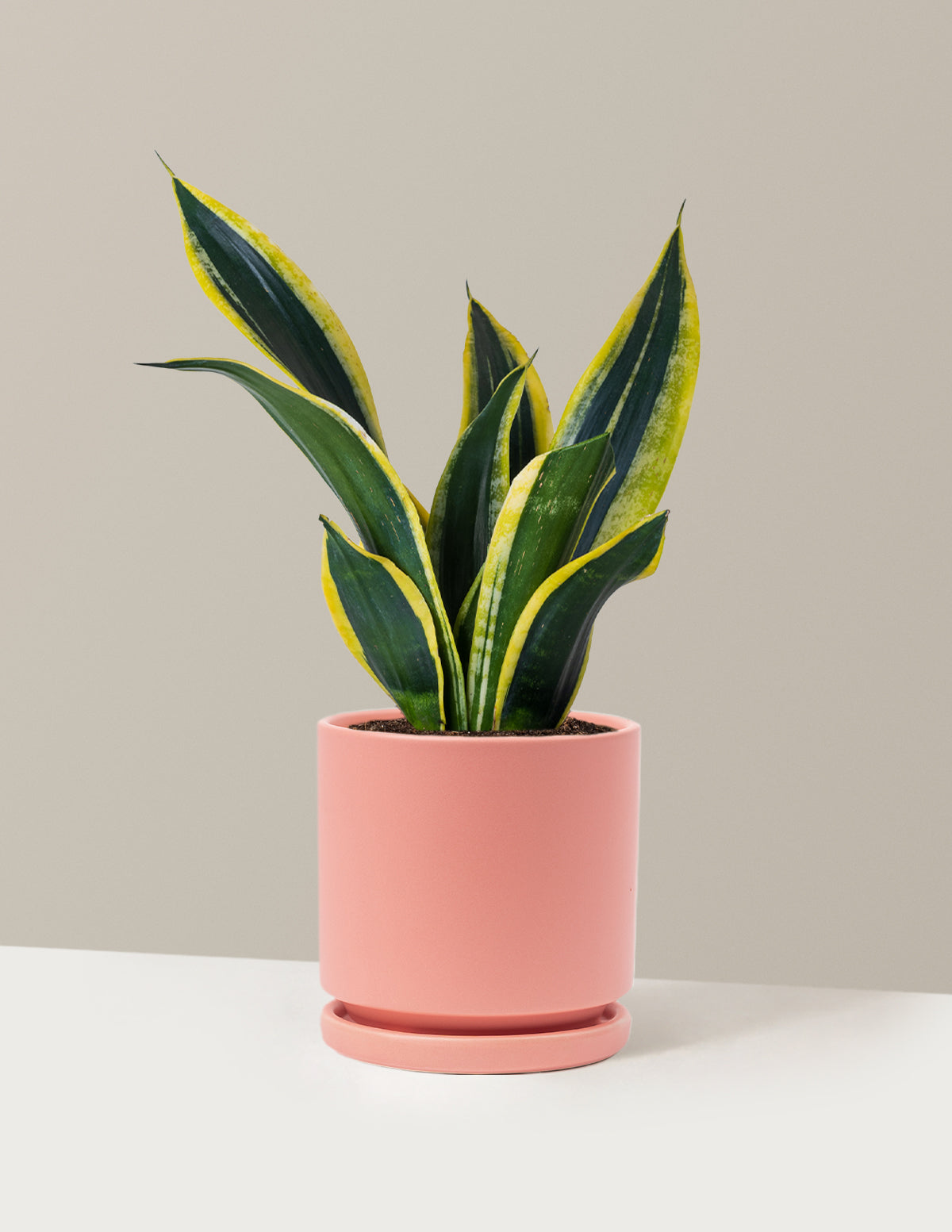 Snake Plant Black Gold