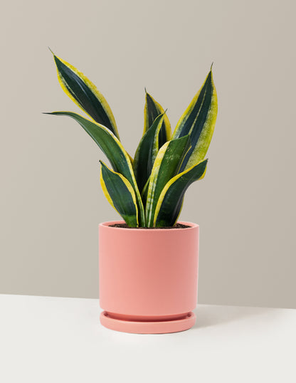 Snake Plant Black Gold